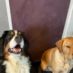 Peanuts and Nouka