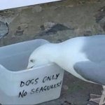 Dogs Only No Seagulls