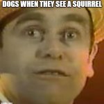 Why i can't take the dogs outside | DOGS WHEN THEY SEE A SQUIRREL | image tagged in elton john weird face | made w/ Imgflip meme maker