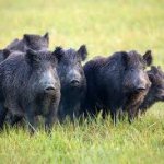 Feral Hogs