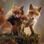 the three foxes of life