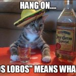 Tequila Cat | HANG ON.... "LOS LOBOS" MEANS WHAT?! | image tagged in tequila cat | made w/ Imgflip meme maker