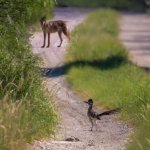 Coyote & Roadrunner