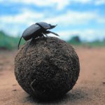 Dung Beetle Pushing Poop