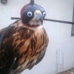 Googly Eye Falcon