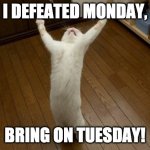 Victory cat | I DEFEATED MONDAY, BRING ON TUESDAY! | image tagged in victory cat | made w/ Imgflip meme maker
