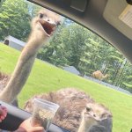 Happy and sad ostrich