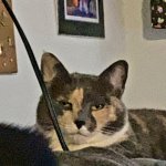 Not impressed Calico