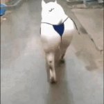 2 GIF Template