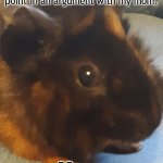 When I mention a good point in an argument with my mom. Mom: | image tagged in guinea pig,upset,cute,moms | made w/ Imgflip meme maker
