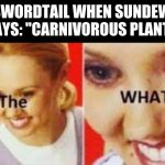 the WHAT | SWORDTAIL WHEN SUNDEW SAYS: "CARNIVOROUS PLANTS | image tagged in the what,wings of fire | made w/ Imgflip meme maker