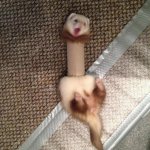 Ferret stuck in toilet paper tube meme