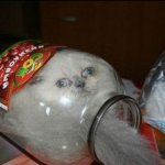 Harry Houdini's cat stuck in jar