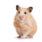Hazel the Hamster