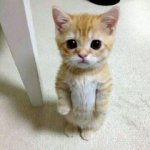 Cat standing up lol