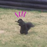 when you're a squirrel and you post to the wrong stream! | image tagged in squirrel,imgflip nazis | made w/ Imgflip meme maker