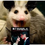 Possum loves mcr | image tagged in awesome possum,mcr | made w/ Imgflip meme maker