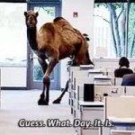 Guess what day it is Hump day gif GIF Template