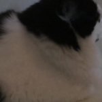 Confused Cat GIF Template