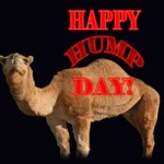 Happy Hump Day