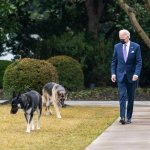Old crippled dog Biden