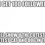 IF I GET 100 FOLLOWERS; I WILL SHOW U THE CUTEST PIC OF THE CUTEST CAT AND DOG IN THE WORLD | image tagged in please | made w/ Imgflip meme maker