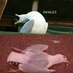 Seagull dies