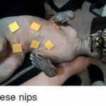 Cheese nips