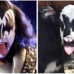 Cow looks like Gene Simmons from Kiss