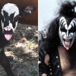 Cow's calf looks like Gene Simmons from Kiss