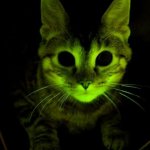 Marie Curie cat glows radioactive