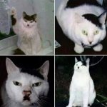 Hitler cat