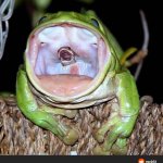 Snake in frog mouth