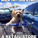 Dog shopping cart | WHERE DO DOGS GO WHEN THEY LOSE A TAIL? A RETAIL STORE | image tagged in dog shopping cart,dog puns,bad pun dog,bad pun,cute dogs | made w/ Imgflip meme maker