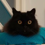 Black cat staring meme