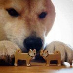 Doge dog playing with toy dogs