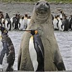 tall awkward seal