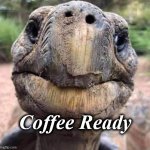 turtle | Coffee Ready | image tagged in turtle | made w/ Imgflip meme maker