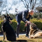 Biden's Dogs