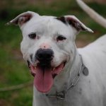 pitbull mix i can haz