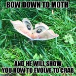 Moth God | BOW DOWN TO MOTH; AND HE WILL SHOW YOU HOW TO EVOLVE TO CRAB | image tagged in moth god | made w/ Imgflip meme maker