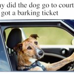 Dog Driving | why did the dog go to court?
he got a barking ticket | image tagged in dog driving,bad dog,bad dog puns,bad pun dog,funny dogs,funny memes | made w/ Imgflip meme maker