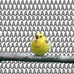 Bird yelling AAAAAAA meme