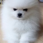 Grumpy Pomeranian