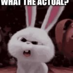 Rabbit wtf | WHAT THE ACTUAL? | image tagged in gifs,rabbit,what,wtf | made w/ Imgflip video-to-gif maker
