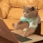 Cat Type GIF Template