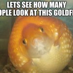 popular fat goldfish | LETS SEE HOW MANY PEOPLE LOOK AT THIS GOLDFISH | image tagged in fat goldfish,popular,fish,goldfish | made w/ Imgflip meme maker