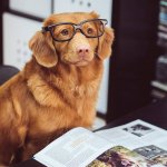 Dog Studying