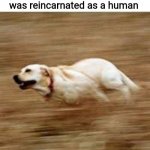 Z o o m | The Flash before he was reincarnated as a human | image tagged in speedy doggo | made w/ Imgflip meme maker