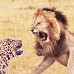 cheetah vs lion